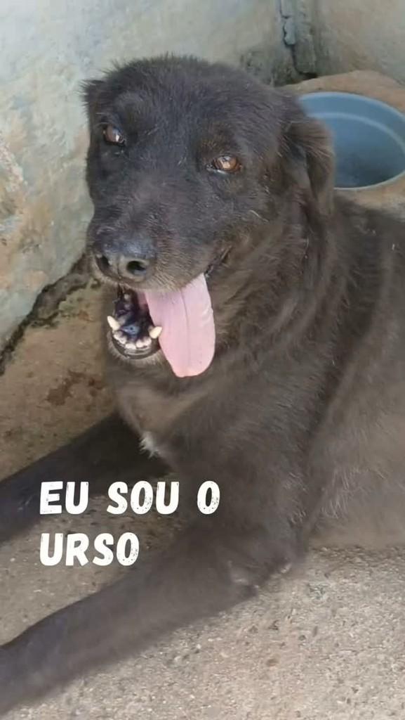 Urso, cachorro de porte médio para adoção em São Paulo - SP