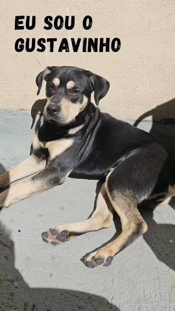 Gustavinho, cachorro de porte médio para adoção em São Paulo - SP