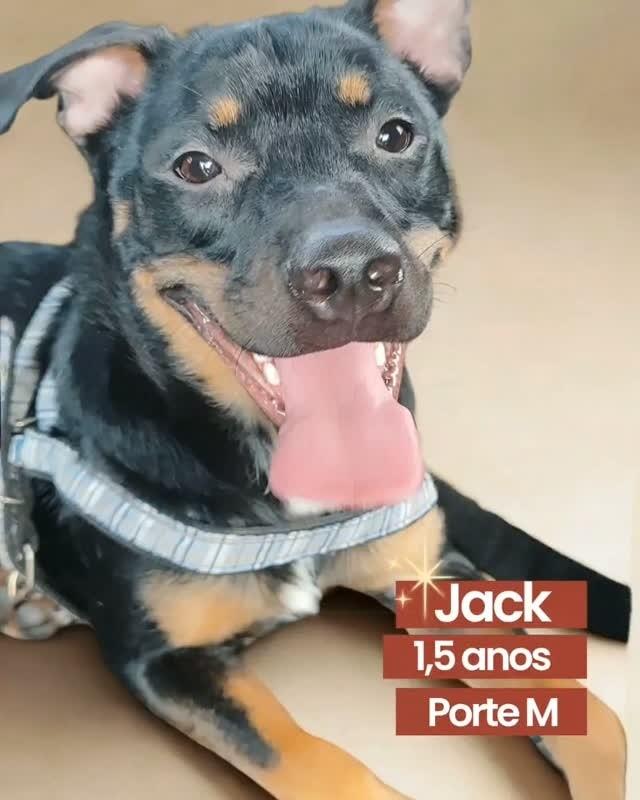 Jack, cachorro de porte médio para adoção em São Paulo - SP