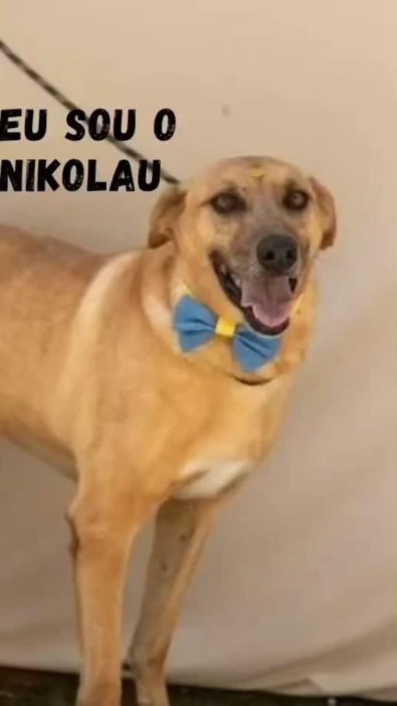 Nikolau, cachorro de porte médio para adoção em São Paulo - SP