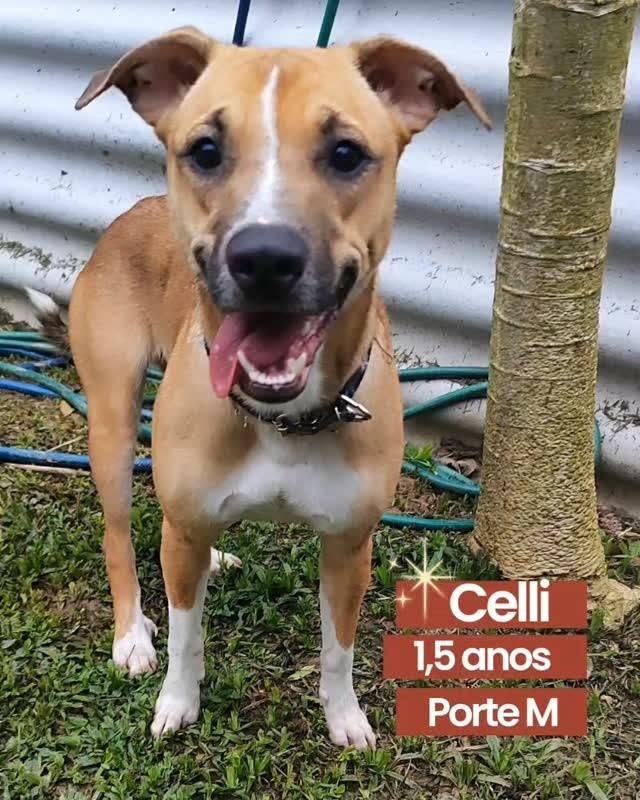 Celli, cadela de porte médio para adoção em São Paulo - SP