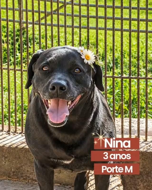 Nina, cadela de porte médio para adoção em São Paulo - SP