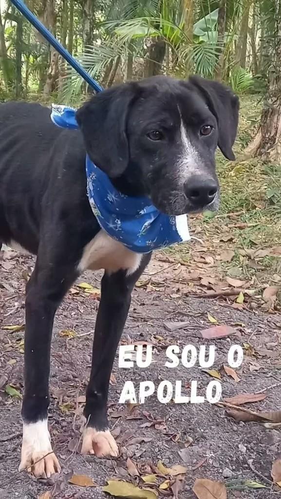 Apollo, cachorro de porte médio para adoção em São Paulo - SP