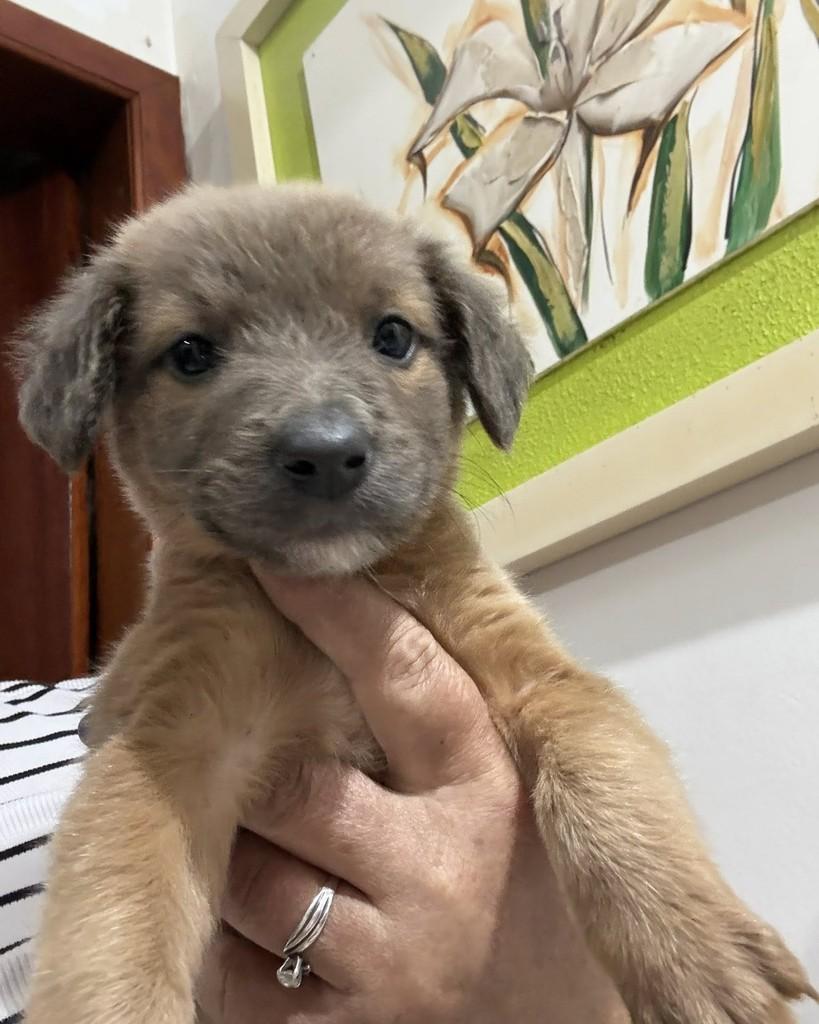 Marrom, cachorro de porte pequeno para adoção em Fraiburgo - SC