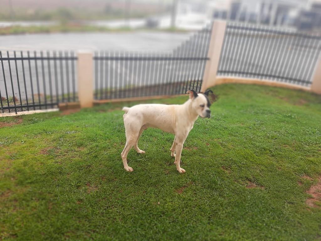 Margarida, cachorro de porte grande para adoção em Fraiburgo - SC
