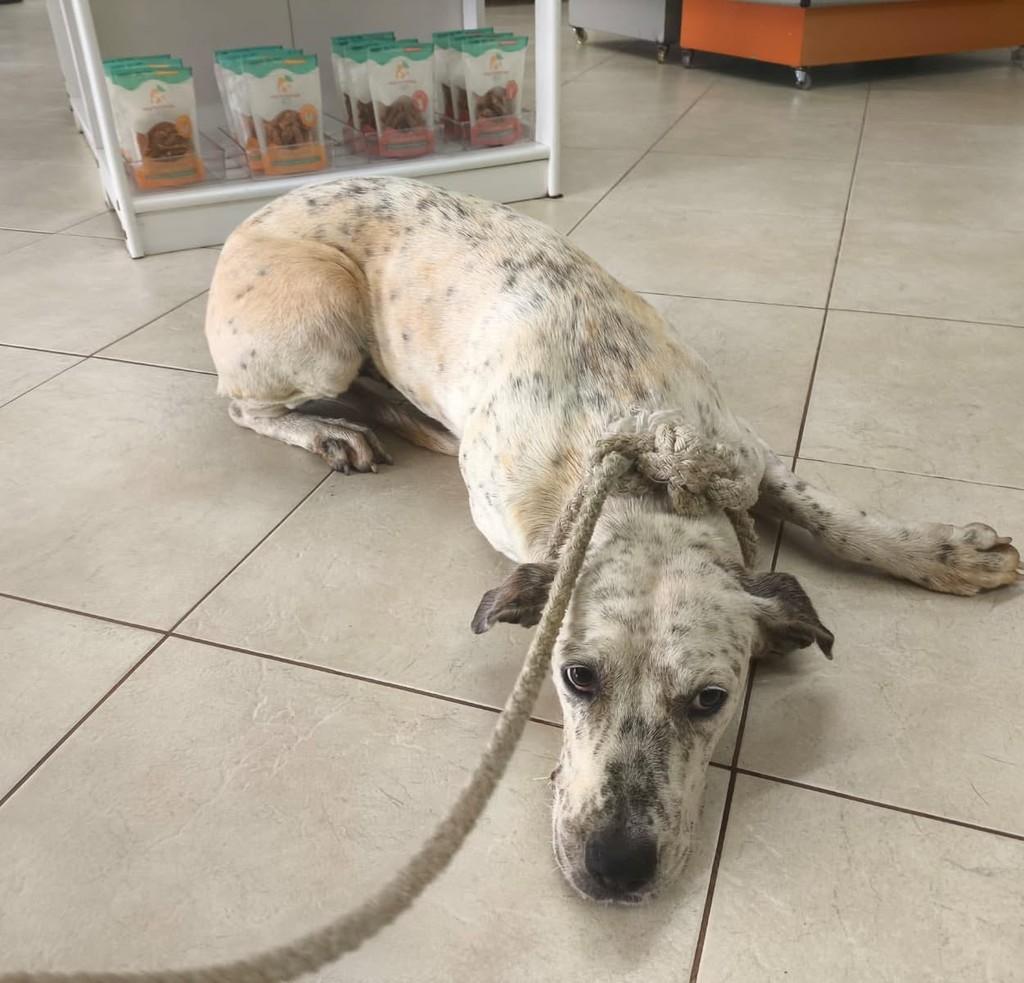Princesa, cadela de porte grande para adoção em Fraiburgo - SC