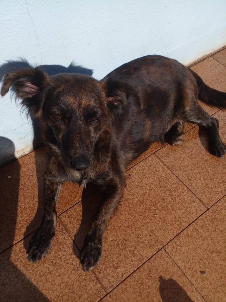Cachorrinha, cadela de porte médio para adoção em Fraiburgo - SC