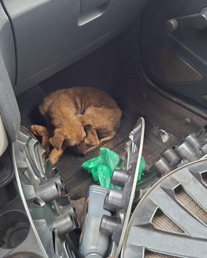 Ela, gato de porte pequeno para adoção em Fraiburgo - SC