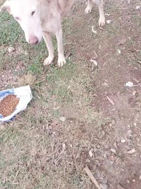 Coitado, cachorro de porte médio para adoção em Fraiburgo - SC
