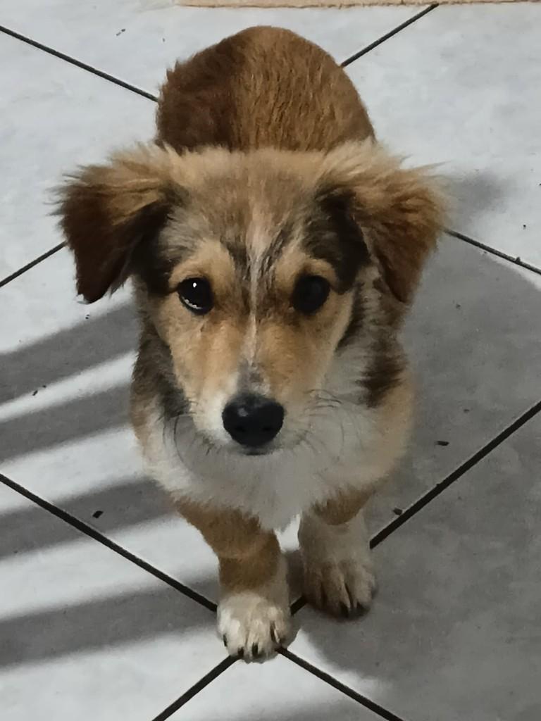 Doguinho, cachorro de porte pequeno para adoção em Fraiburgo - SC
