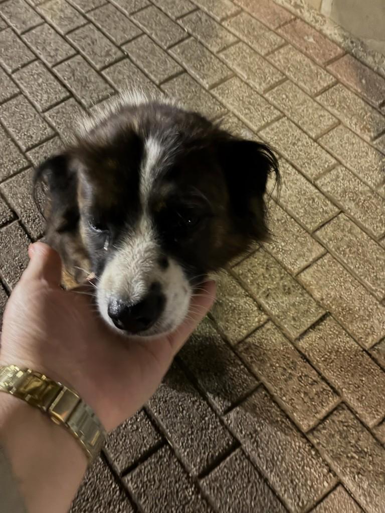 Cachorra, cadela de porte pequeno para adoção em Fraiburgo - SC