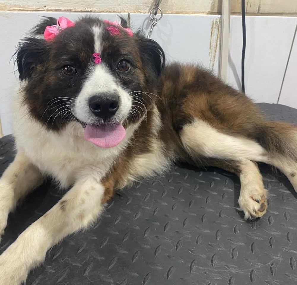 Princesinha, cadela de porte médio para adoção em Fraiburgo - SC