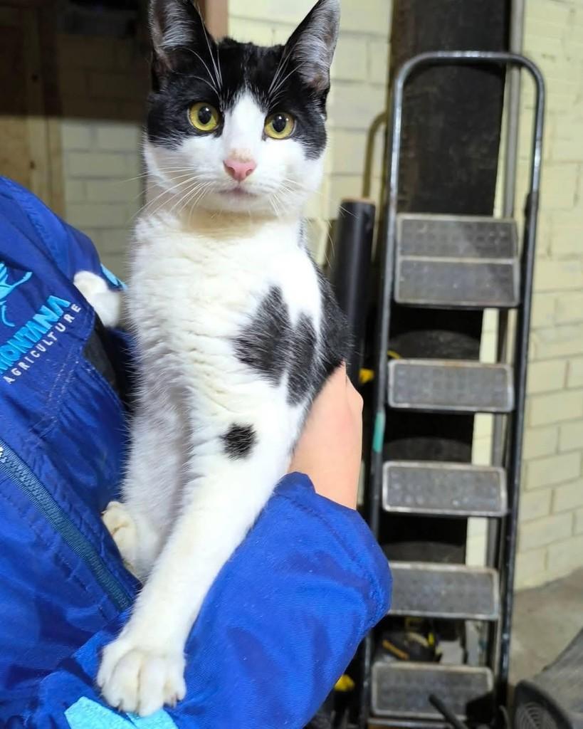 Alguém, gato de porte médio para adoção em Fraiburgo - SC