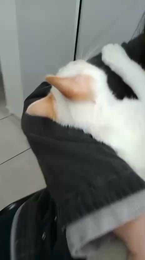 Lucca, gato de porte pequeno para adoção em Fraiburgo - SC