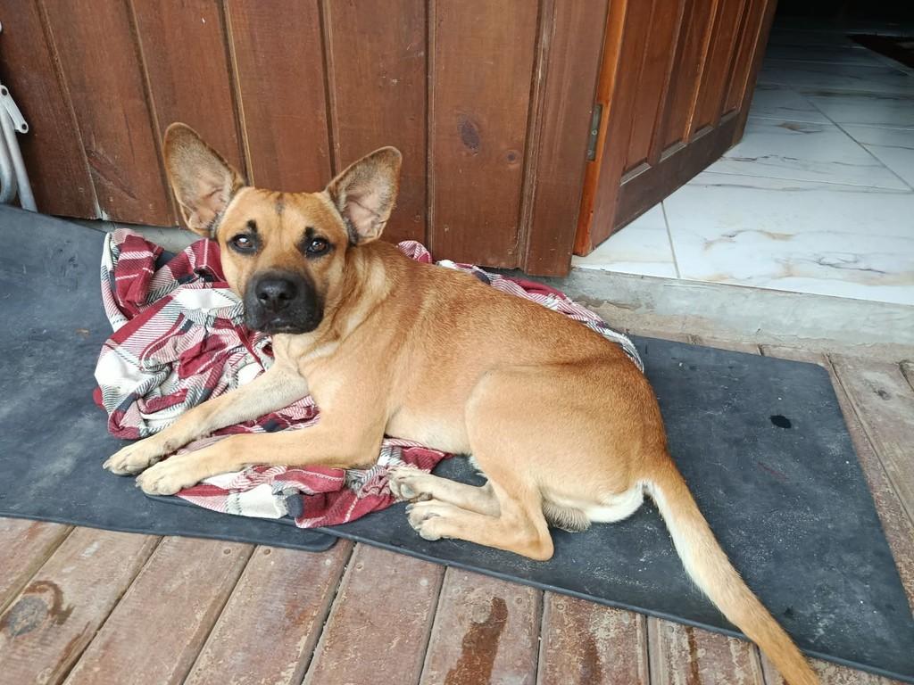 Jorge, cachorro de porte médio para adoção em Fraiburgo - SC