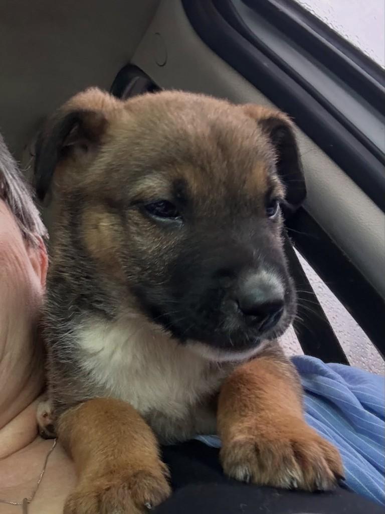 Mocinha, cachorro de porte médio para adoção em Fraiburgo - SC