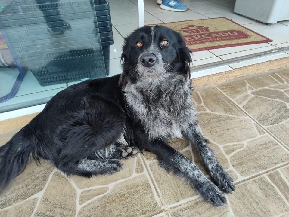 Linda, cadela de porte médio para adoção em Fraiburgo - SC