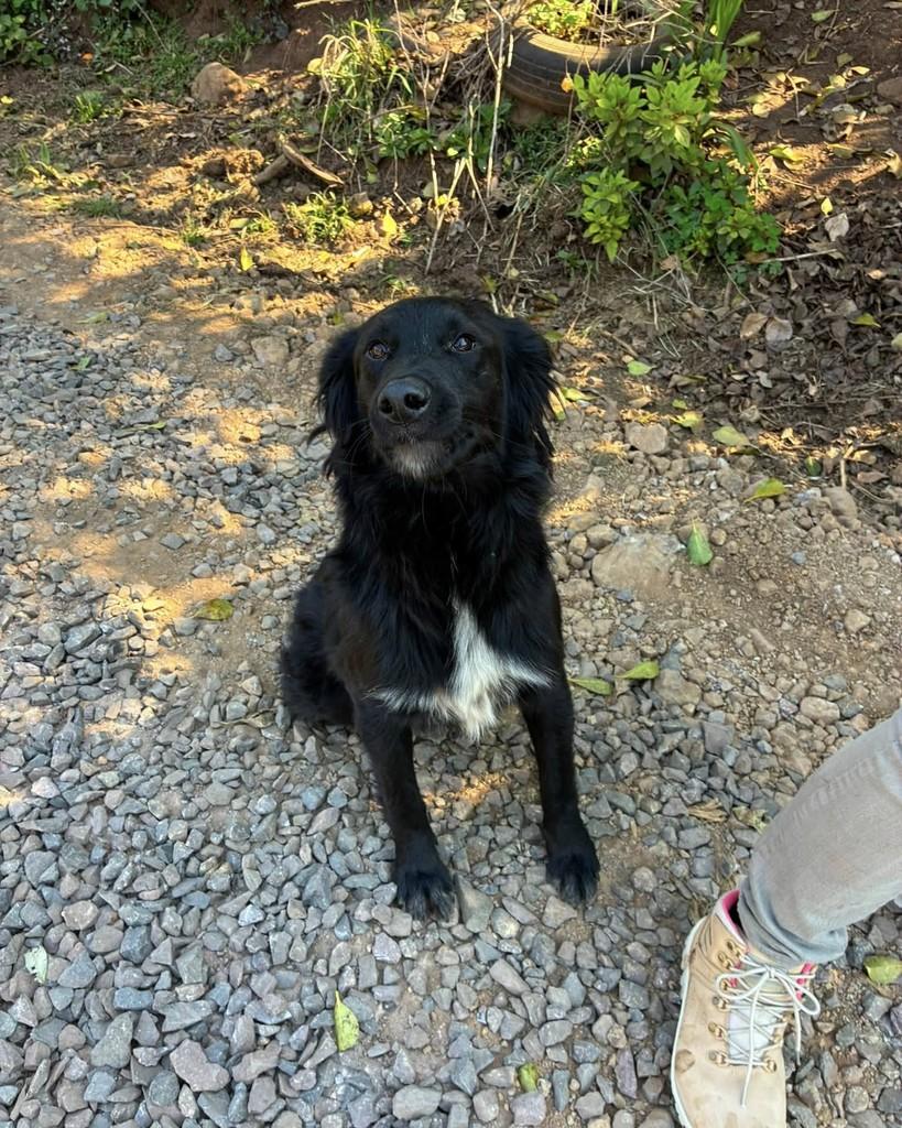 Preta, cachorro de porte grande para adoção em Fraiburgo - SC