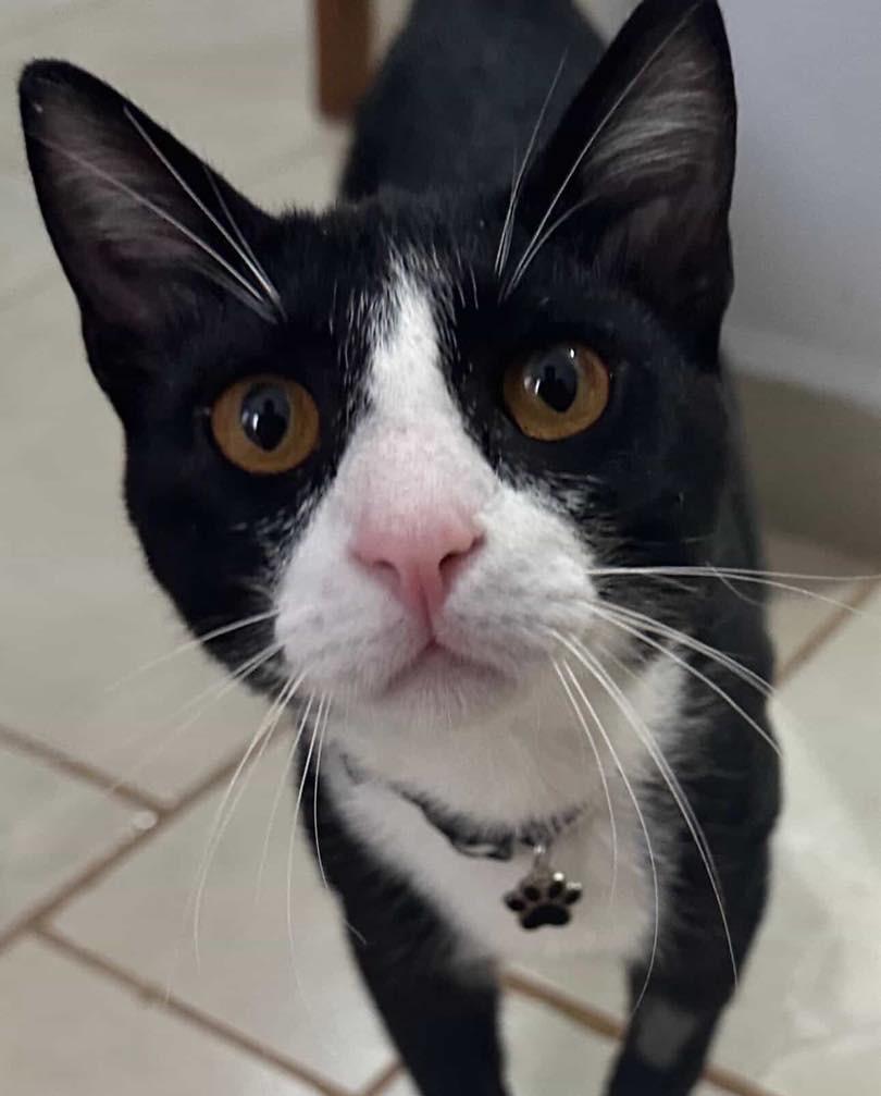 Frajola, gato de porte pequeno para adoção em Toledo - PR