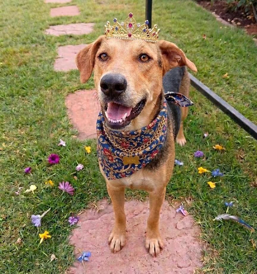 Layka, cachorro de porte médio para adoção em Toledo - PR