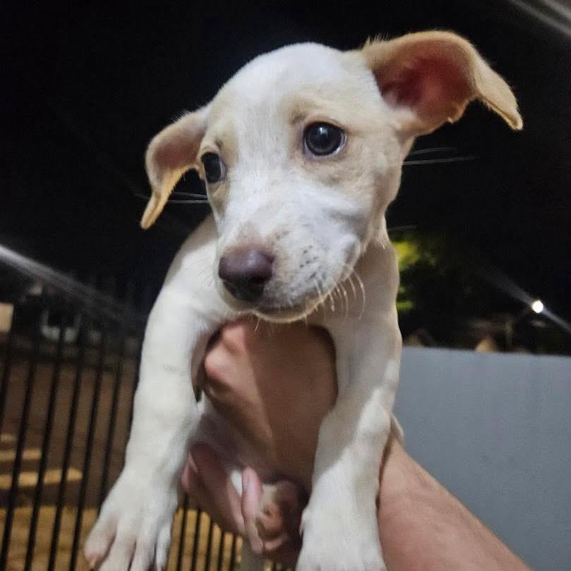 Cachorrinha, cadela de porte pequeno para adoção em Toledo - PR