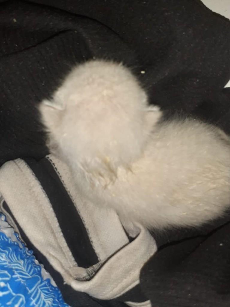 Gatinho(a), gato de porte pequeno para adoção em Humaitá - AM
