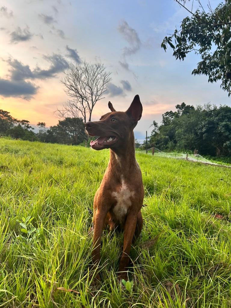 Princesa, cachorro de porte médio para adoção em Humaitá - AM
