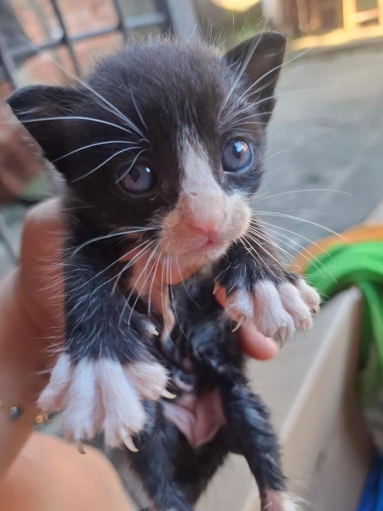 Pinguim, gato de porte pequeno para adoção em Humaitá - AM