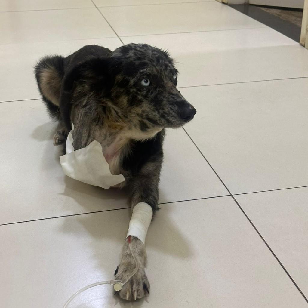 Névoa, cadela de porte pequeno para adoção em Humaitá - AM