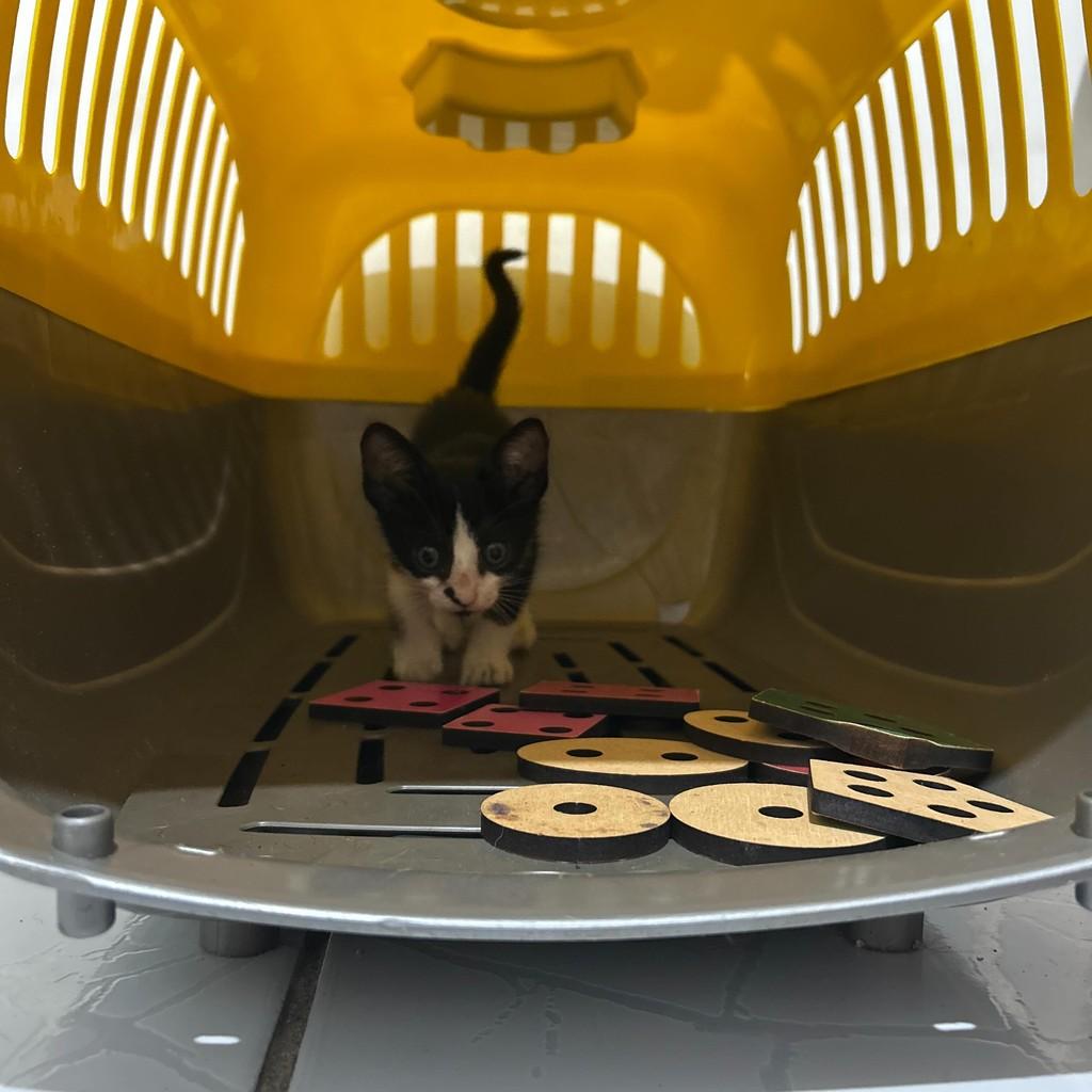 Gatinho/a, gato de porte pequeno para adoção em Humaitá - AM