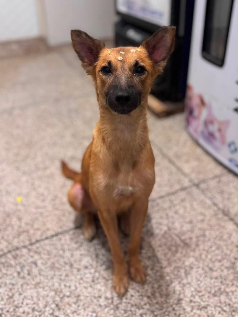 Pandora, cachorro de porte pequeno para adoção em Humaitá - AM