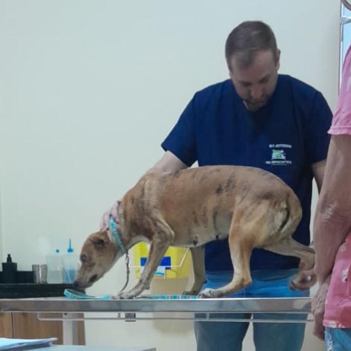 Marela, cachorro de porte médio para adoção em Humaitá - AM