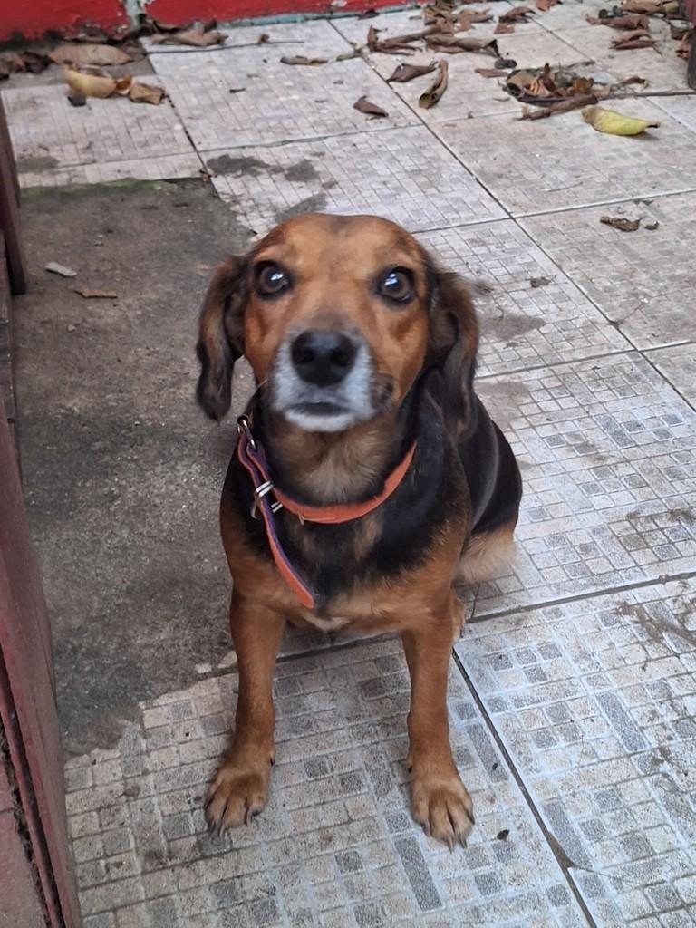 Jade, cadela de porte pequeno para adoção em Humaitá - AM