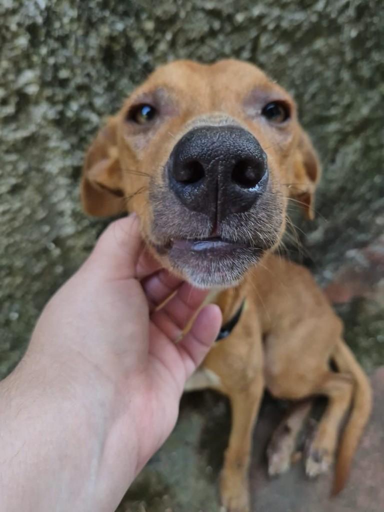 Ambrósio, cachorro de porte médio para adoção em Humaitá - AM