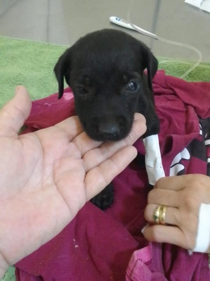 Pimpolho, cadela de porte pequeno para adoção em Humaitá - AM