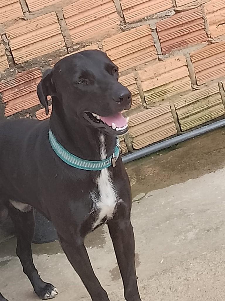 Locki, cachorro de porte médio para adoção em Humaitá - AM