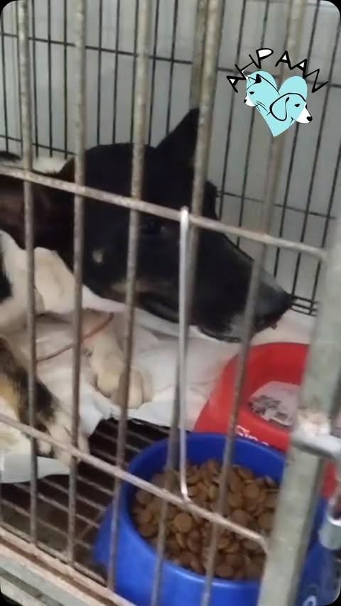Pretinha, cadela de porte pequeno para adoção em Humaitá - AM