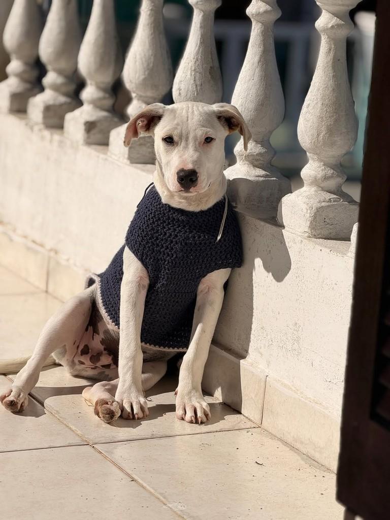 Snow, cachorro de porte pequeno para adoção em Imbé - RS