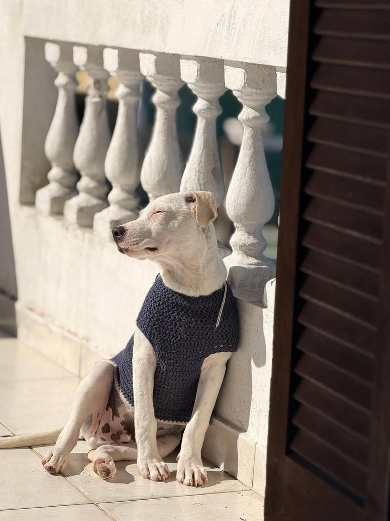 Snow, cachorro de porte pequeno para adoção em Imbé - RS — foto 2 de 3