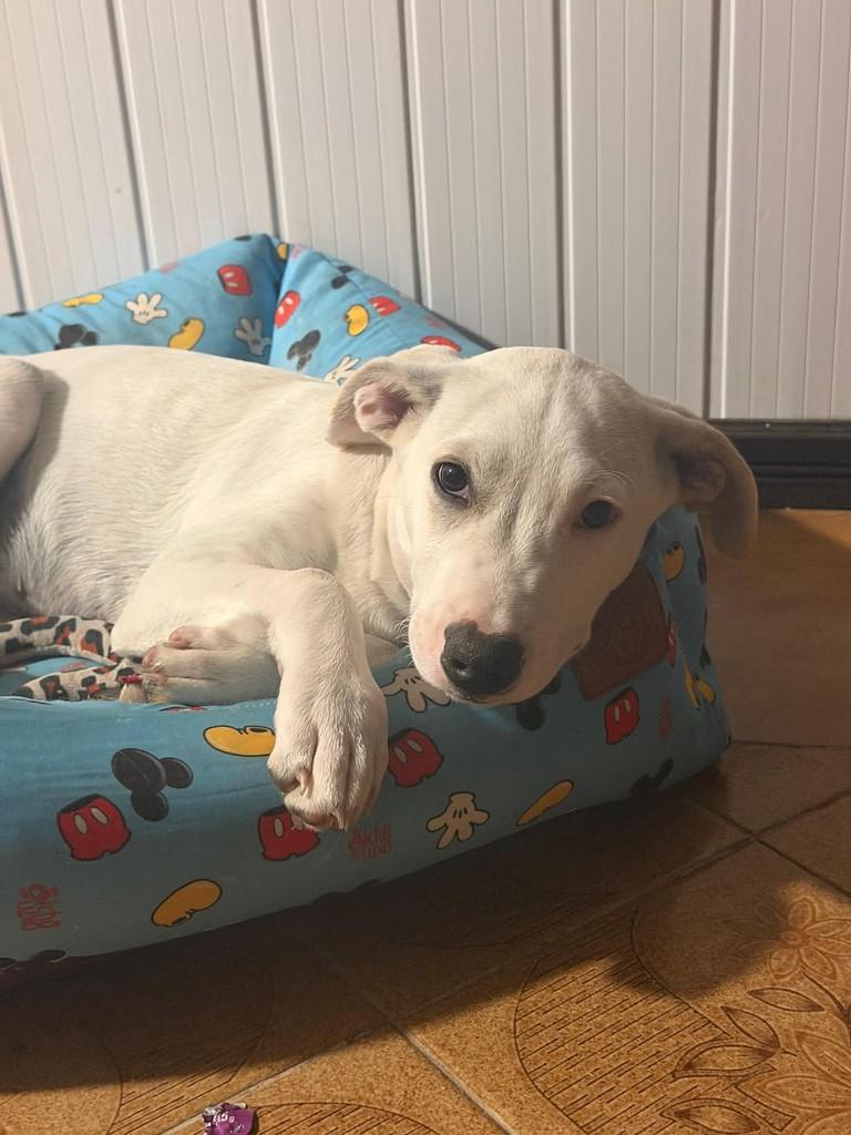 Snow, cachorro de porte pequeno para adoção em Imbé - RS — foto 3 de 3