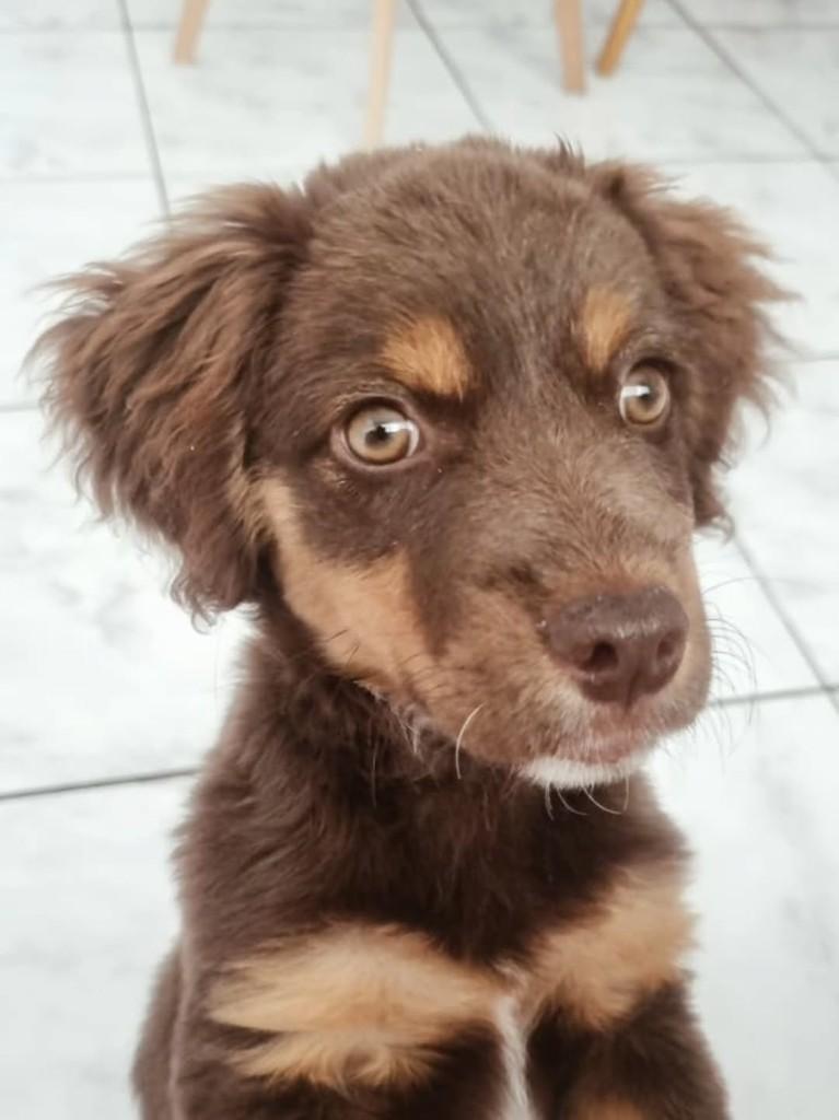 Linda, cadela de porte pequeno para adoção em Ipeúna - SP