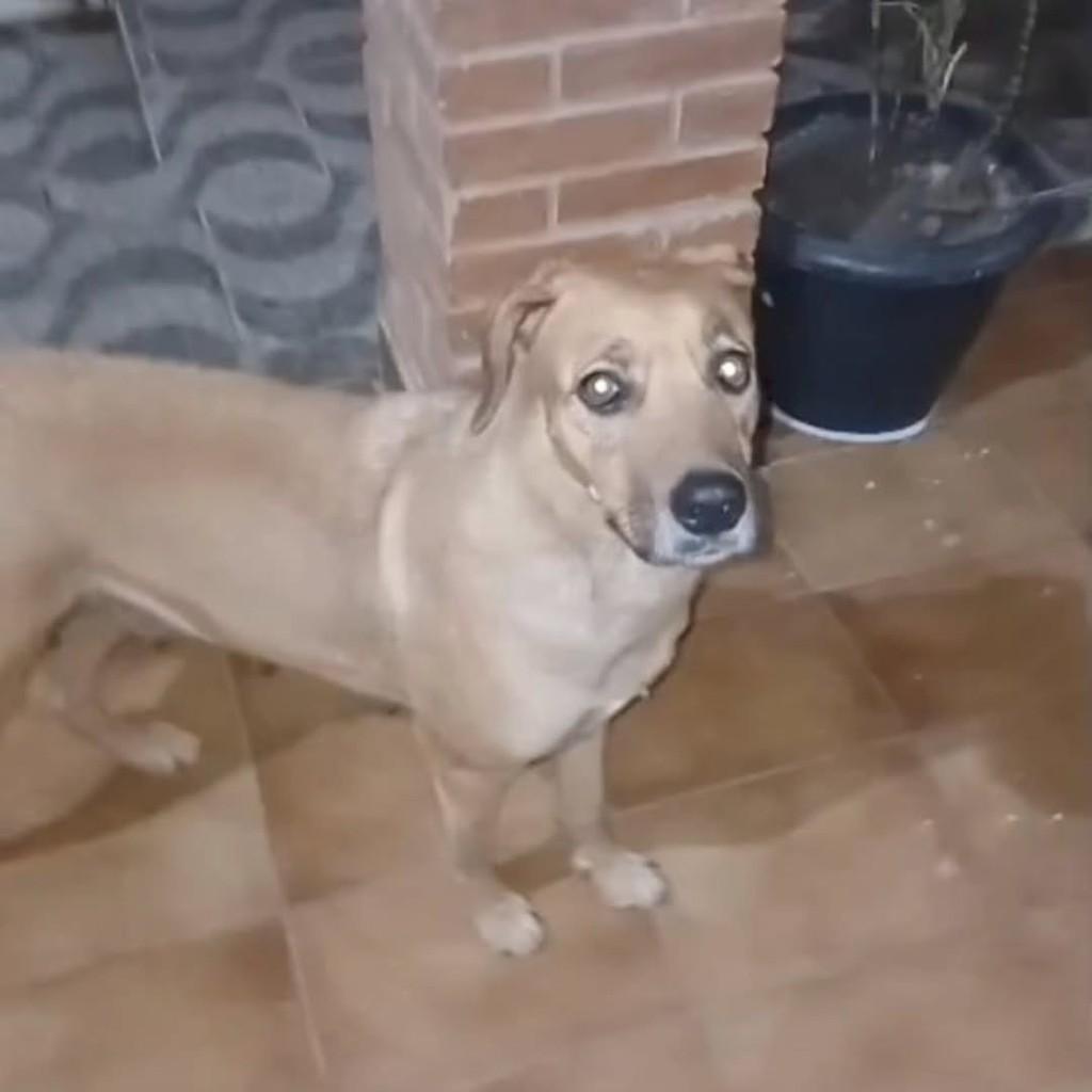 Nina, cadela de porte médio para adoção em Ipeúna - SP