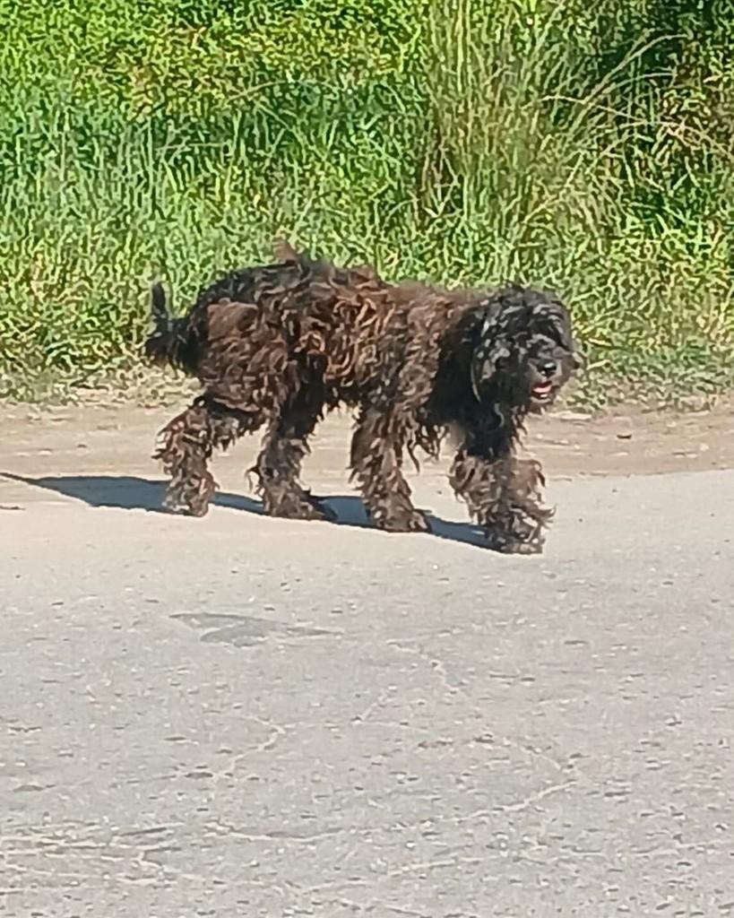 Boomer, cachorro de porte pequeno para adoção em Itanhaém - SP