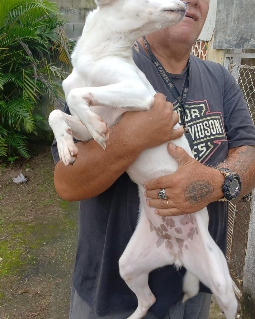 Lindinha, cadela de porte pequeno para adoção em Itanhaém - SP