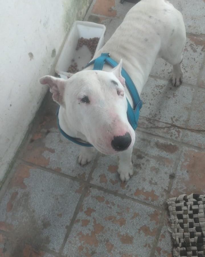 Bull Terrier, cachorro de porte médio para adoção em Itanhaém - SP