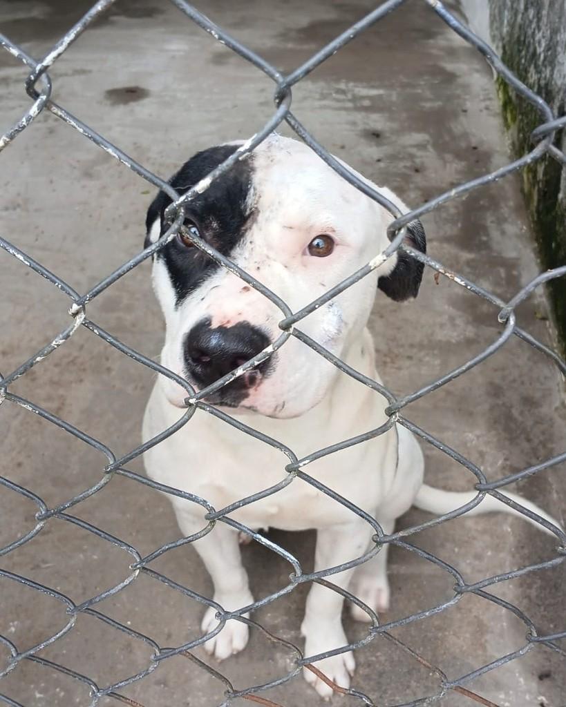 Apolo, cachorro de porte médio para adoção em Itanhaém - SP