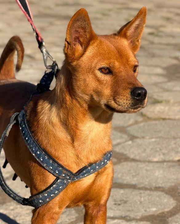 Cruza de Shiba Inu x Akita, cadela de porte grande para adoção em Itanhaém - SP