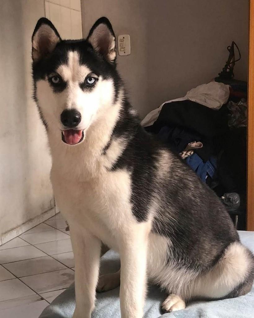 Hunsk Siberiana, cadela de porte grande para adoção em Itanhaém - SP