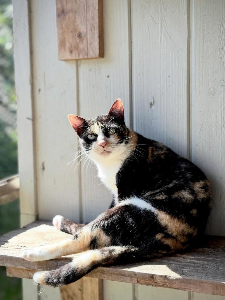 Lua, gata de porte médio para adoção em Xangri-lá - RS