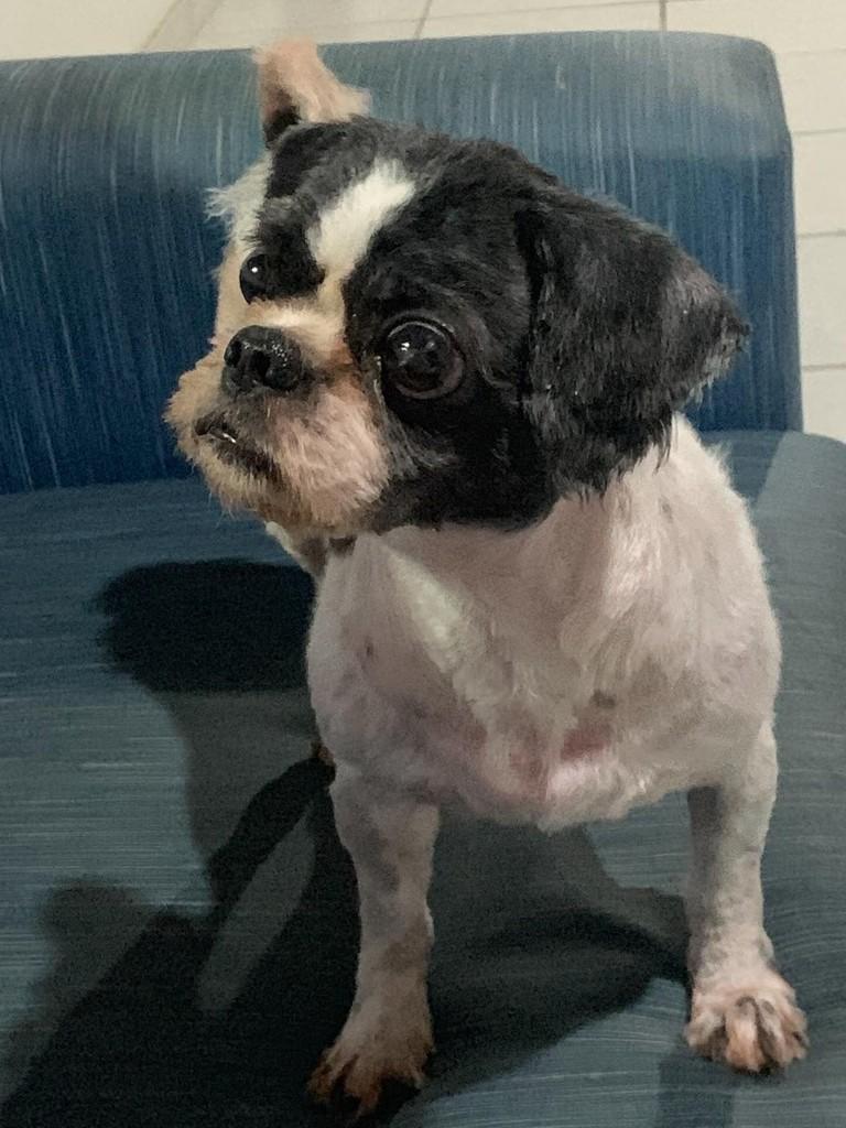 Thor, cachorro de porte pequeno para adoção em Xangri-lá - RS